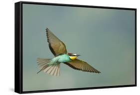 European Bee-Eater (Merops Apiaster) in Flight, Bulgaria, May 2008-Nill-Framed Stretched Canvas