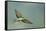 European Bee-Eater (Merops Apiaster) in Flight, Bulgaria, May 2008-Nill-Framed Stretched Canvas