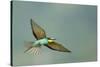 European Bee-Eater (Merops Apiaster) in Flight, Bulgaria, May 2008-Nill-Stretched Canvas