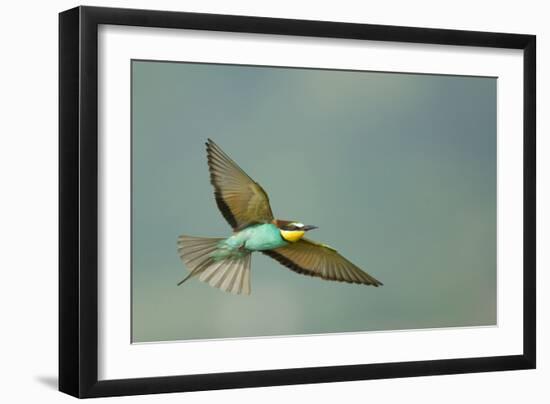 European Bee-Eater (Merops Apiaster) in Flight, Bulgaria, May 2008-Nill-Framed Premium Photographic Print