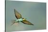 European Bee-Eater (Merops Apiaster) in Flight, Bulgaria, May 2008-Nill-Stretched Canvas