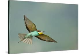 European Bee-Eater (Merops Apiaster) in Flight, Bulgaria, May 2008-Nill-Stretched Canvas