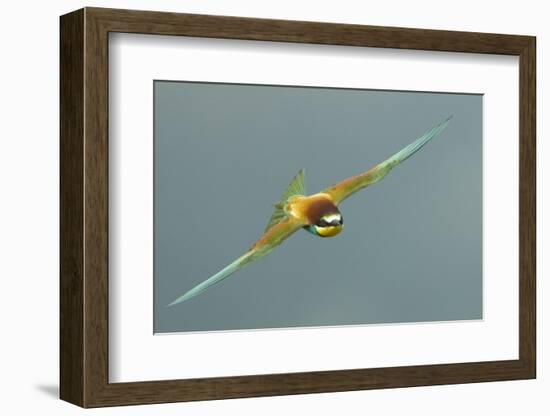 European Bee-Eater (Merops Apiaster) in Flight, Bulgaria, May 2008-Nill-Framed Photographic Print