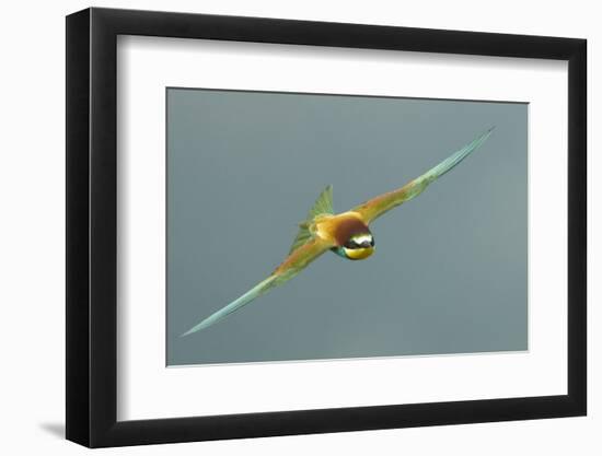 European Bee-Eater (Merops Apiaster) in Flight, Bulgaria, May 2008-Nill-Framed Photographic Print