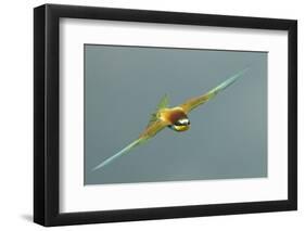 European Bee-Eater (Merops Apiaster) in Flight, Bulgaria, May 2008-Nill-Framed Photographic Print