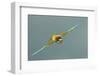 European Bee-Eater (Merops Apiaster) in Flight, Bulgaria, May 2008-Nill-Framed Photographic Print