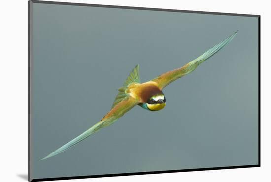 European Bee-Eater (Merops Apiaster) in Flight, Bulgaria, May 2008-Nill-Mounted Photographic Print