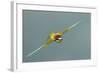 European Bee-Eater (Merops Apiaster) in Flight, Bulgaria, May 2008-Nill-Framed Photographic Print