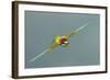 European Bee-Eater (Merops Apiaster) in Flight, Bulgaria, May 2008-Nill-Framed Photographic Print