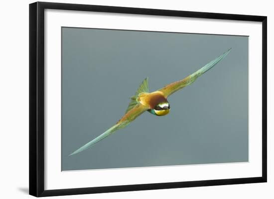 European Bee-Eater (Merops Apiaster) in Flight, Bulgaria, May 2008-Nill-Framed Photographic Print