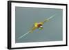 European Bee-Eater (Merops Apiaster) in Flight, Bulgaria, May 2008-Nill-Framed Photographic Print