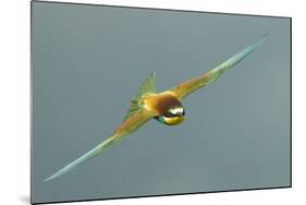 European Bee-Eater (Merops Apiaster) in Flight, Bulgaria, May 2008-Nill-Mounted Photographic Print