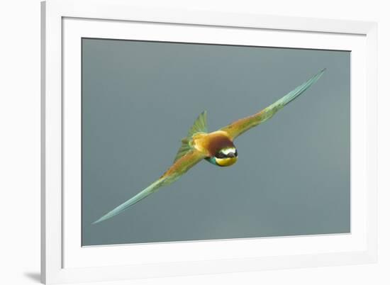 European Bee-Eater (Merops Apiaster) in Flight, Bulgaria, May 2008-Nill-Framed Photographic Print