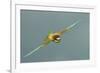 European Bee-Eater (Merops Apiaster) in Flight, Bulgaria, May 2008-Nill-Framed Photographic Print