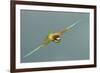 European Bee-Eater (Merops Apiaster) in Flight, Bulgaria, May 2008-Nill-Framed Photographic Print