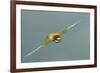 European Bee-Eater (Merops Apiaster) in Flight, Bulgaria, May 2008-Nill-Framed Photographic Print