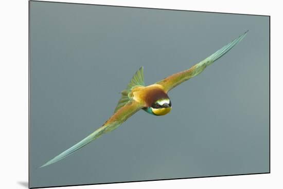 European Bee-Eater (Merops Apiaster) in Flight, Bulgaria, May 2008-Nill-Mounted Photographic Print