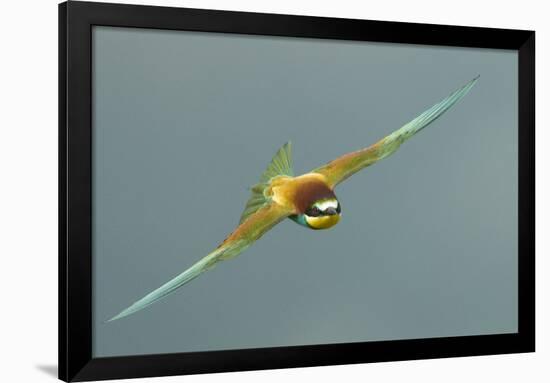 European Bee-Eater (Merops Apiaster) in Flight, Bulgaria, May 2008-Nill-Framed Photographic Print