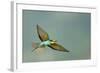 European Bee-Eater (Merops Apiaster) in Flight, Bulgaria, May 2008-Nill-Framed Photographic Print