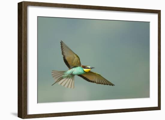 European Bee-Eater (Merops Apiaster) in Flight, Bulgaria, May 2008-Nill-Framed Photographic Print