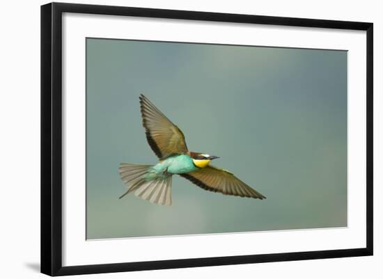 European Bee-Eater (Merops Apiaster) in Flight, Bulgaria, May 2008-Nill-Framed Photographic Print