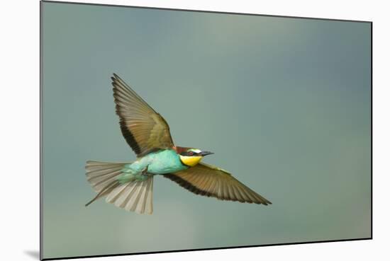 European Bee-Eater (Merops Apiaster) in Flight, Bulgaria, May 2008-Nill-Mounted Photographic Print