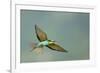 European Bee-Eater (Merops Apiaster) in Flight, Bulgaria, May 2008-Nill-Framed Photographic Print