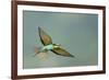 European Bee-Eater (Merops Apiaster) in Flight, Bulgaria, May 2008-Nill-Framed Photographic Print