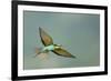 European Bee-Eater (Merops Apiaster) in Flight, Bulgaria, May 2008-Nill-Framed Photographic Print