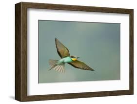 European Bee-Eater (Merops Apiaster) in Flight, Bulgaria, May 2008-Nill-Framed Photographic Print