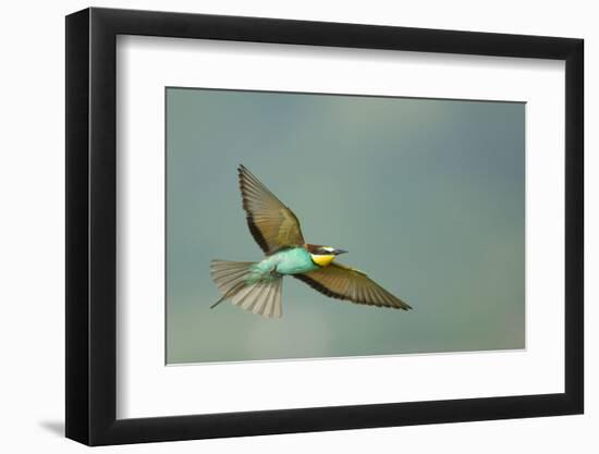 European Bee-Eater (Merops Apiaster) in Flight, Bulgaria, May 2008-Nill-Framed Photographic Print