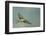 European Bee-Eater (Merops Apiaster) in Flight, Bulgaria, May 2008-Nill-Framed Photographic Print