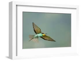 European Bee-Eater (Merops Apiaster) in Flight, Bulgaria, May 2008-Nill-Framed Photographic Print