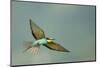 European Bee-Eater (Merops Apiaster) in Flight, Bulgaria, May 2008-Nill-Mounted Photographic Print
