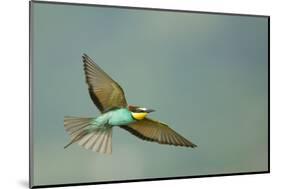 European Bee-Eater (Merops Apiaster) in Flight, Bulgaria, May 2008-Nill-Mounted Photographic Print