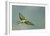 European Bee-Eater (Merops Apiaster) in Flight, Bulgaria, May 2008-Nill-Framed Photographic Print