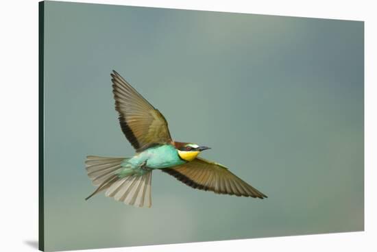 European Bee-Eater (Merops Apiaster) in Flight, Bulgaria, May 2008-Nill-Stretched Canvas