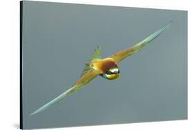 European Bee-Eater (Merops Apiaster) in Flight, Bulgaria, May 2008-Nill-Stretched Canvas