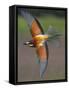 European Bee-Eater (Merops Apiaster) in Flight, Pusztaszer, Hungary, May 2008-Varesvuo-Framed Stretched Canvas