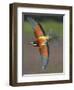 European Bee-Eater (Merops Apiaster) in Flight, Pusztaszer, Hungary, May 2008-Varesvuo-Framed Photographic Print