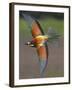 European Bee-Eater (Merops Apiaster) in Flight, Pusztaszer, Hungary, May 2008-Varesvuo-Framed Photographic Print