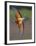 European Bee-Eater (Merops Apiaster) in Flight, Pusztaszer, Hungary, May 2008-Varesvuo-Framed Photographic Print