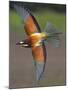 European Bee-Eater (Merops Apiaster) in Flight, Pusztaszer, Hungary, May 2008-Varesvuo-Mounted Photographic Print