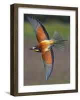 European Bee-Eater (Merops Apiaster) in Flight, Pusztaszer, Hungary, May 2008-Varesvuo-Framed Photographic Print