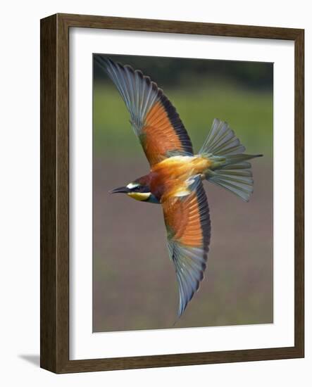 European Bee-Eater (Merops Apiaster) in Flight, Pusztaszer, Hungary, May 2008-Varesvuo-Framed Photographic Print