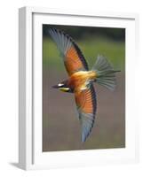 European Bee-Eater (Merops Apiaster) in Flight, Pusztaszer, Hungary, May 2008-Varesvuo-Framed Photographic Print