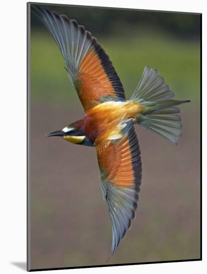 European Bee-Eater (Merops Apiaster) in Flight, Pusztaszer, Hungary, May 2008-Varesvuo-Mounted Photographic Print