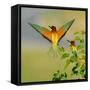 European Bee-Eater (Merops Apiaster) Outdoor-mirceab-Framed Stretched Canvas