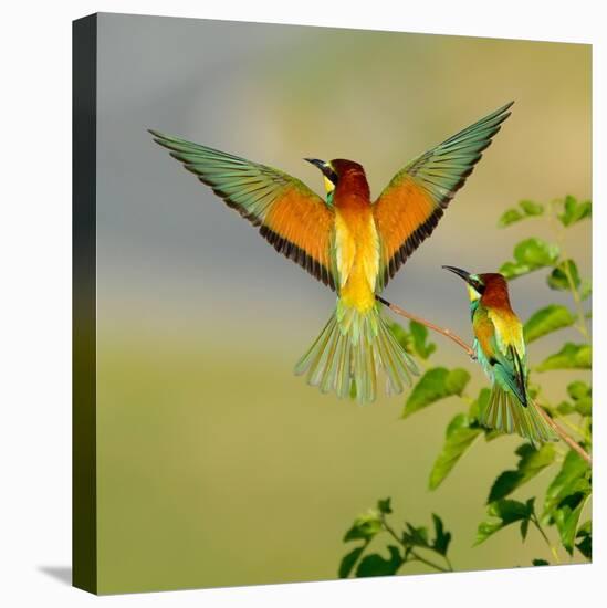 European Bee-Eater (Merops Apiaster) Outdoor-mirceab-Stretched Canvas