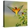 European Bee-Eater (Merops Apiaster) Outdoor-mirceab-Stretched Canvas